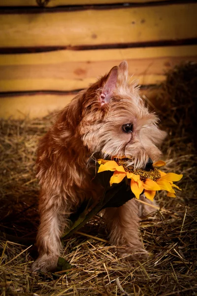 Cairn Terrier chien dans le foin, blé — Photo