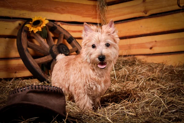 Cairn Terrier pies w sianie, pszenica — Zdjęcie stockowe