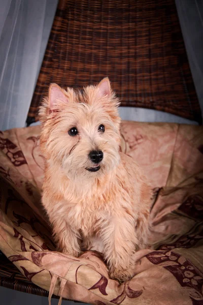 Cairn Terrier chien dans le foin, blé — Photo