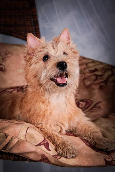 Cairn Terrier cão no feno, trigo — Fotografia de Stock