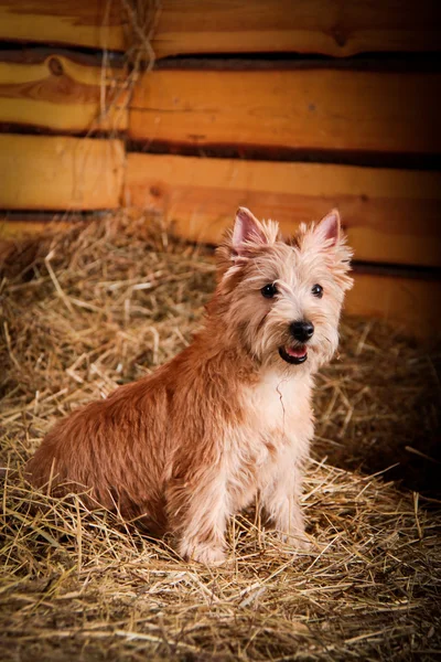 干し草、麦のケアーン ・ テリア犬 — ストック写真