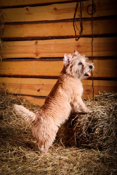 Cairn Terrier cão no feno, trigo — Fotografia de Stock