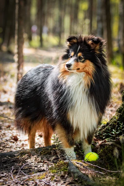 Sheltie collie dog — Stock Photo, Image