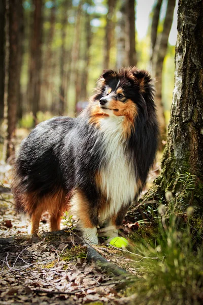 Sheltie collie dog — Stock Photo, Image