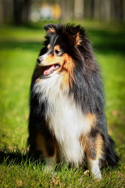 Sheltie collie cão — Fotografia de Stock