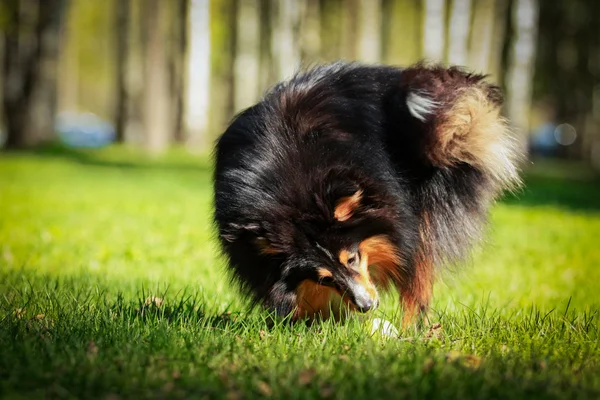 Sığınak collie köpek — Stok fotoğraf