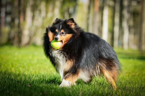 Sheltie collie dog — Stock Photo, Image