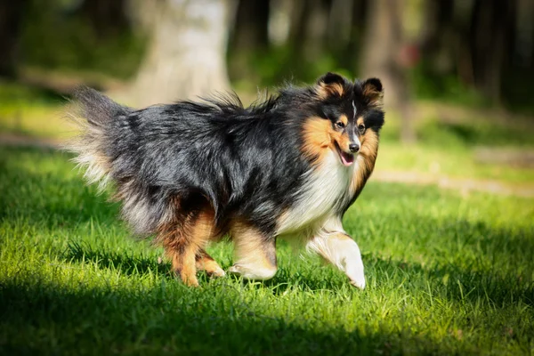 Sheltie Collie câine — Fotografie, imagine de stoc