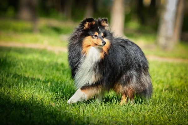 Sheltie collie dog — Stock Photo, Image