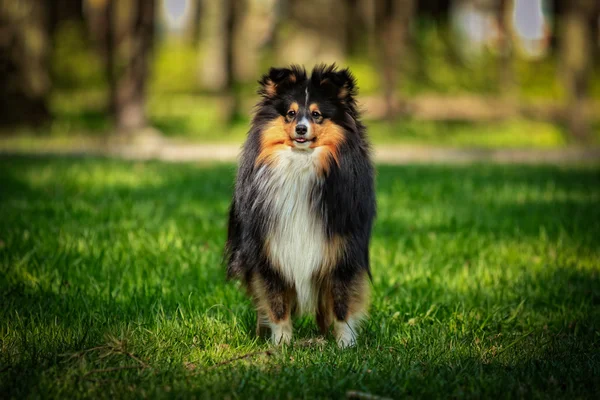 Sheltie collie hond — Stockfoto