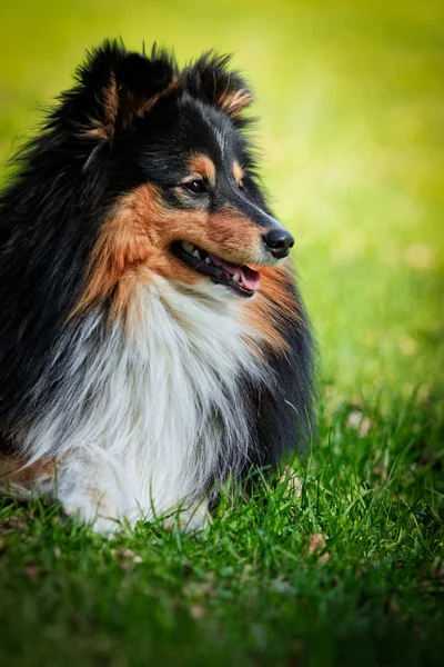 Sheltie collie dog — Stock Photo, Image