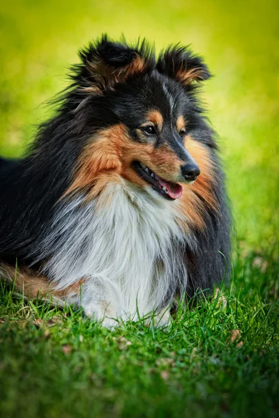 Sheltie collie cão — Fotografia de Stock