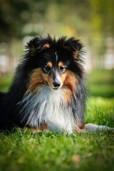 Шелті Коллі собака — стокове фото