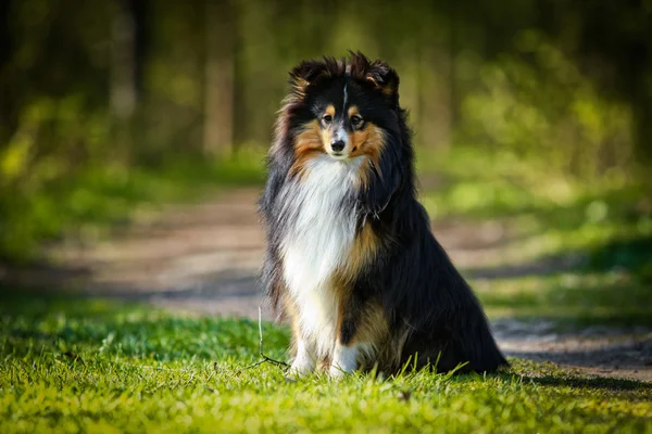 Šeltie kolie pes — Stock fotografie