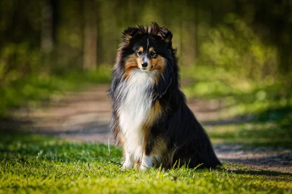 Sheltie collie dog — Stock Photo, Image