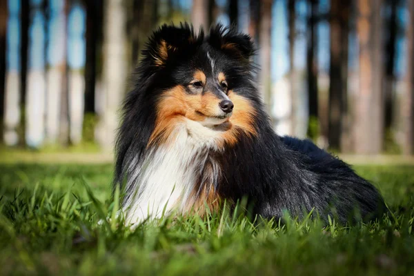 Sheltie collie dog — Stok Foto