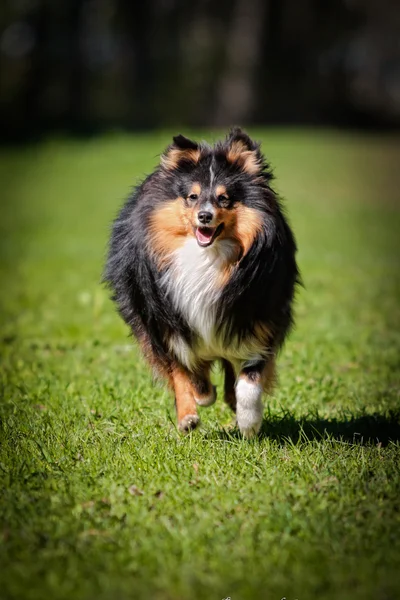 Sheltie collie dog — Stock Photo, Image