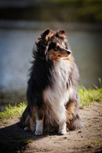 Sheltie Collie perro — Foto de Stock