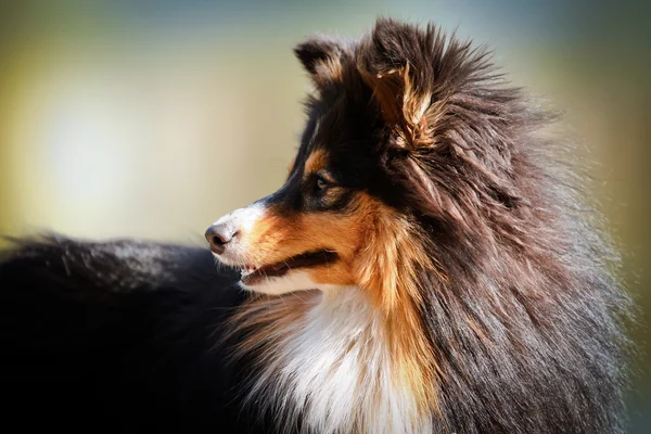 Sheltie Collie perro — Foto de Stock