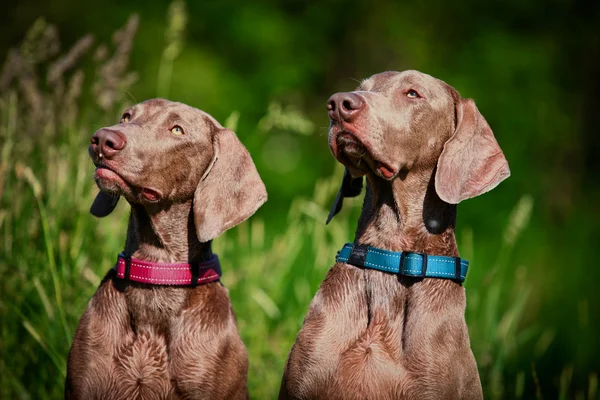 Weimarse staande hond hond op aard — Stockfoto