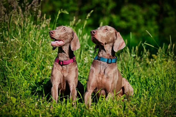 A természet Weimaraner kutya — Stock Fotó