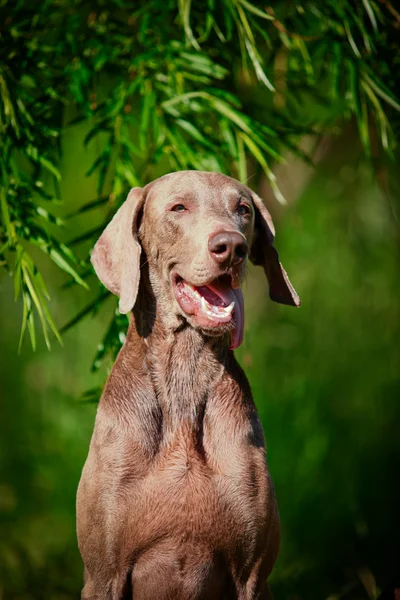 Weimaraner hund på natur — Stockfoto