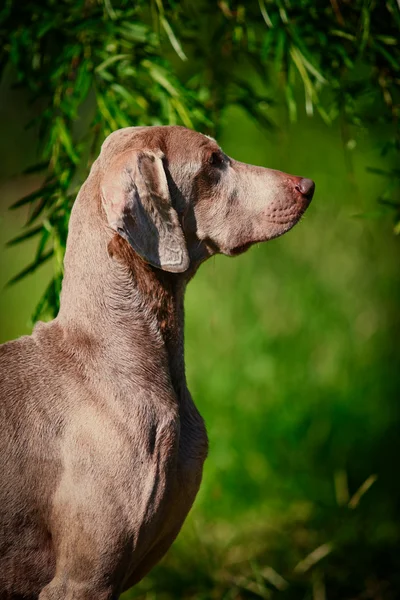 Wyżeł weimarski psa na charakter — Zdjęcie stockowe