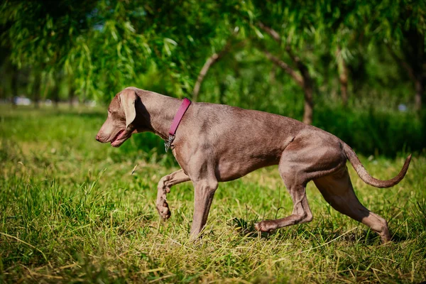 Weimaraner cão na natureza — Fotografia de Stock