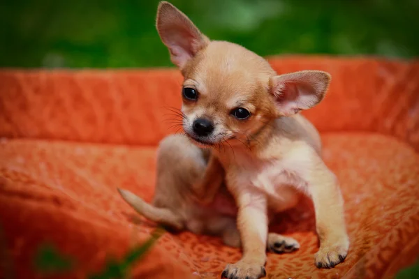 Chihuahua cão sobre a natureza dos filhotes — Fotografia de Stock