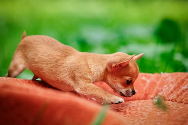 Chihuahua perro en la naturaleza de los cachorros — Foto de Stock