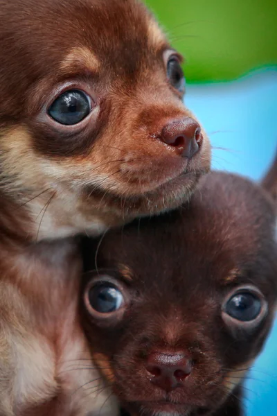 Pes Chihuahua na podstatu štěňata — Stock fotografie
