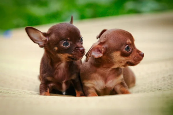 Chihuahua cane sulla natura dei cuccioli — Foto Stock