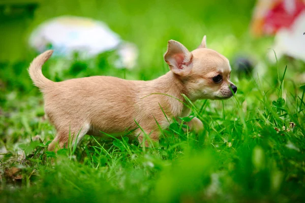 Chihuahua perro en la naturaleza de los cachorros — Foto de Stock