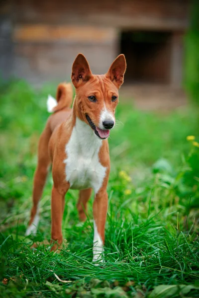 Basenji-Hunderasse — Stockfoto