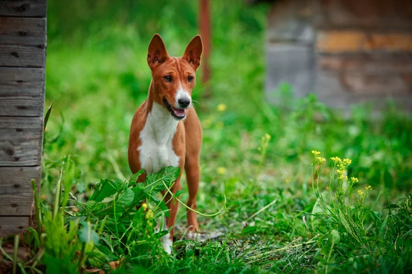Η ράτσα σκύλου Μπασέντζι — Φωτογραφία Αρχείου