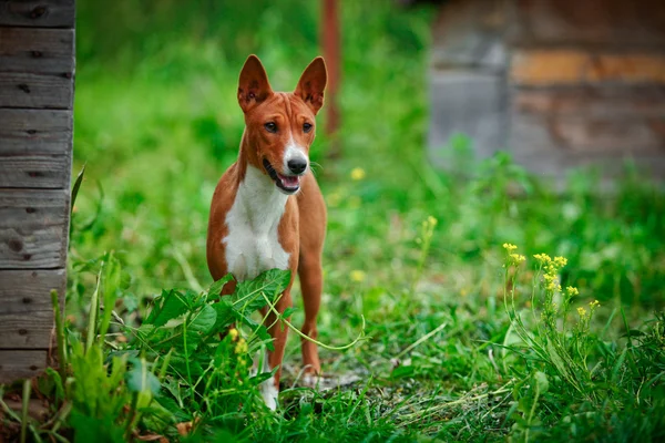 Basenji dog breed — Stock Photo, Image