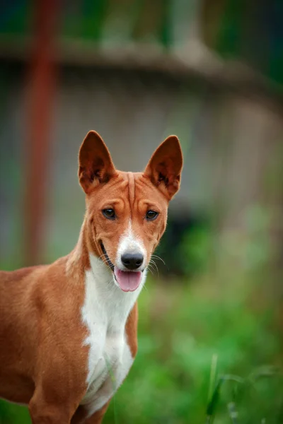 Basenji race de chien — Photo