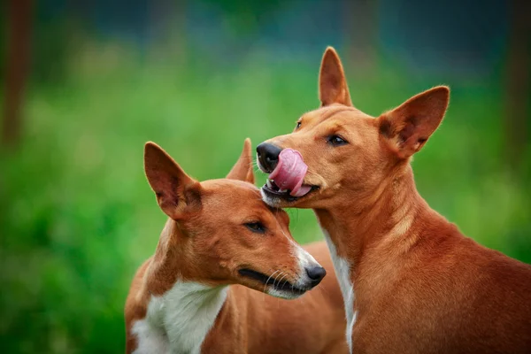 Lustiger Hund Mit Großen Ohren Die Isoliert Auf Weißem Hintergrund