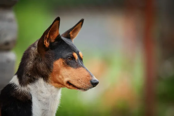 Basenji dog breed — Stock Photo, Image