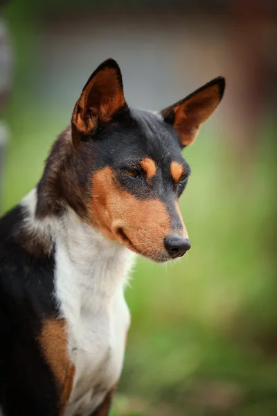 Basenji-Hunderasse — Stockfoto