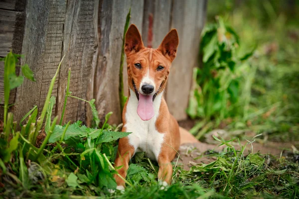 Basenji race de chien — Photo