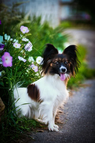 Brodawka pies na kolorowym tle — Zdjęcie stockowe