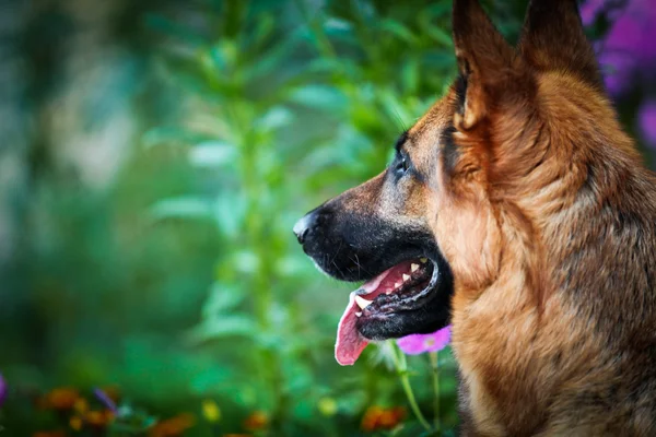 Alman çoban köpek doğurmak — Stok fotoğraf