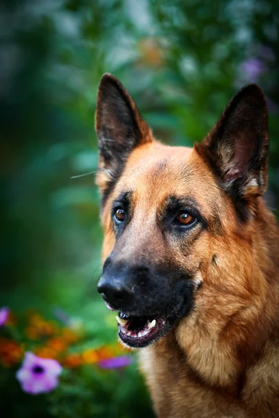 Raça cão pastor alemão — Fotografia de Stock