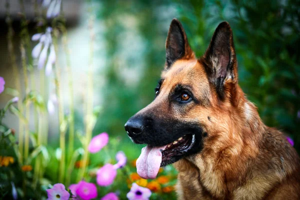 Alman çoban köpek doğurmak — Stok fotoğraf