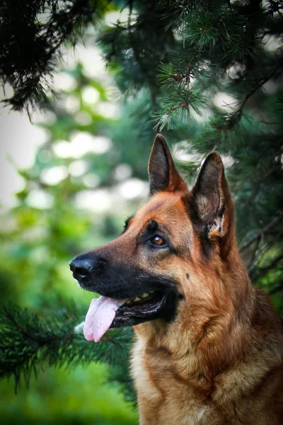 Raça cão pastor alemão — Fotografia de Stock