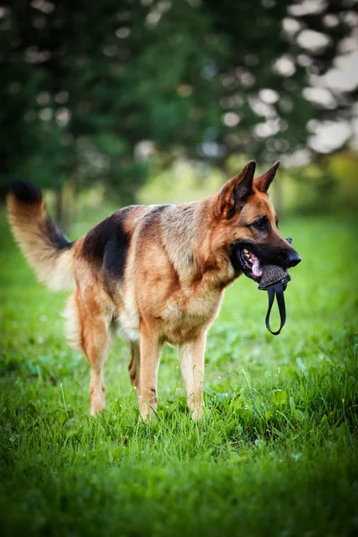 German Shepherd Dog Breed — Stock Photo, Image