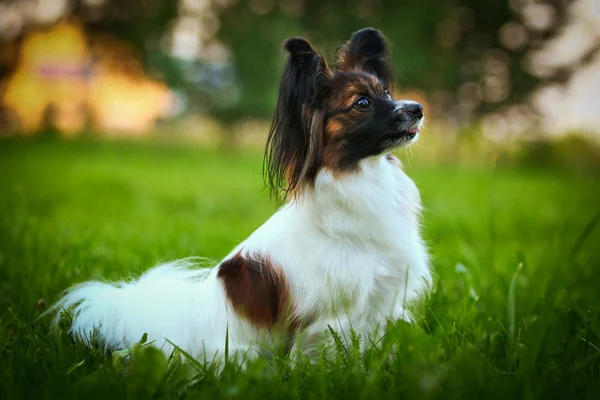 Papillon dog on a colored background — Stock Photo, Image