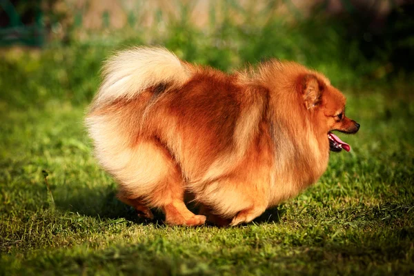 Γερμανικός σπίτζ, σκυλί φυλή pomeranian — Φωτογραφία Αρχείου