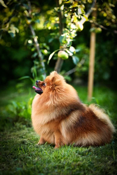 Německý špic, pes plemene pomeranian — Stock fotografie